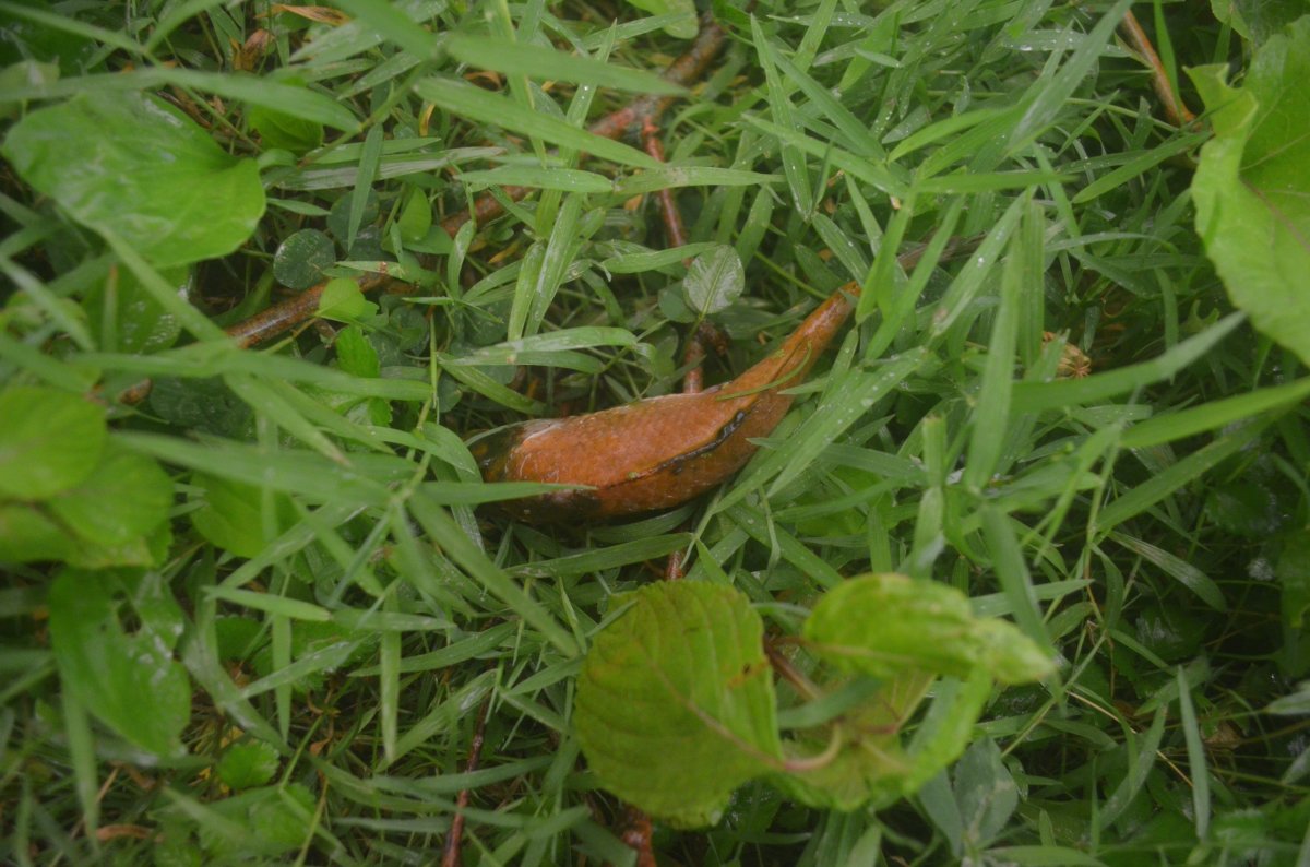 DSC_0087.JPG