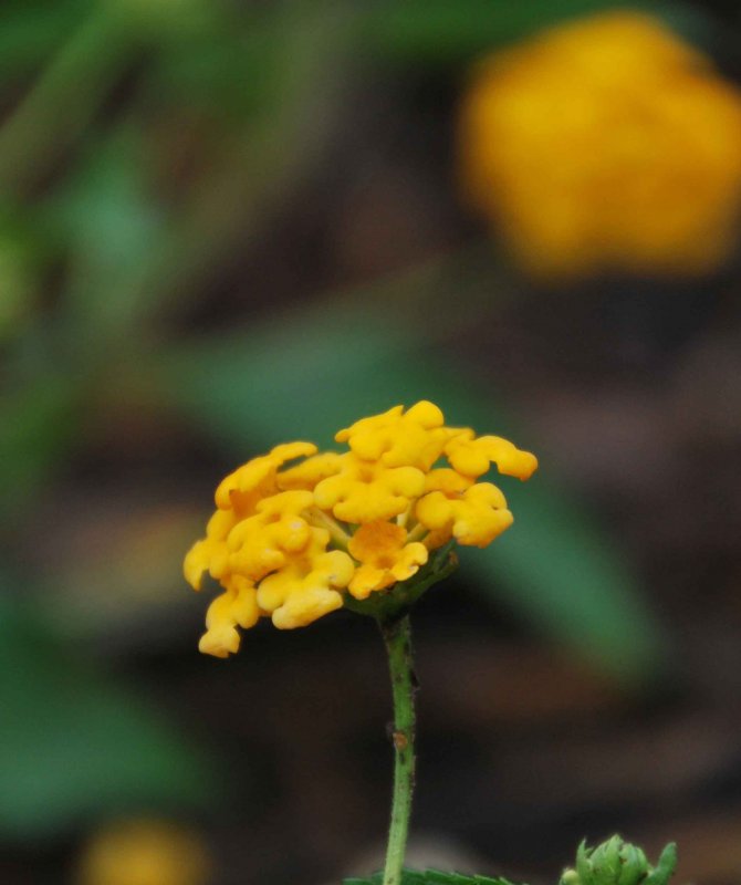 DSC_0242.JPG