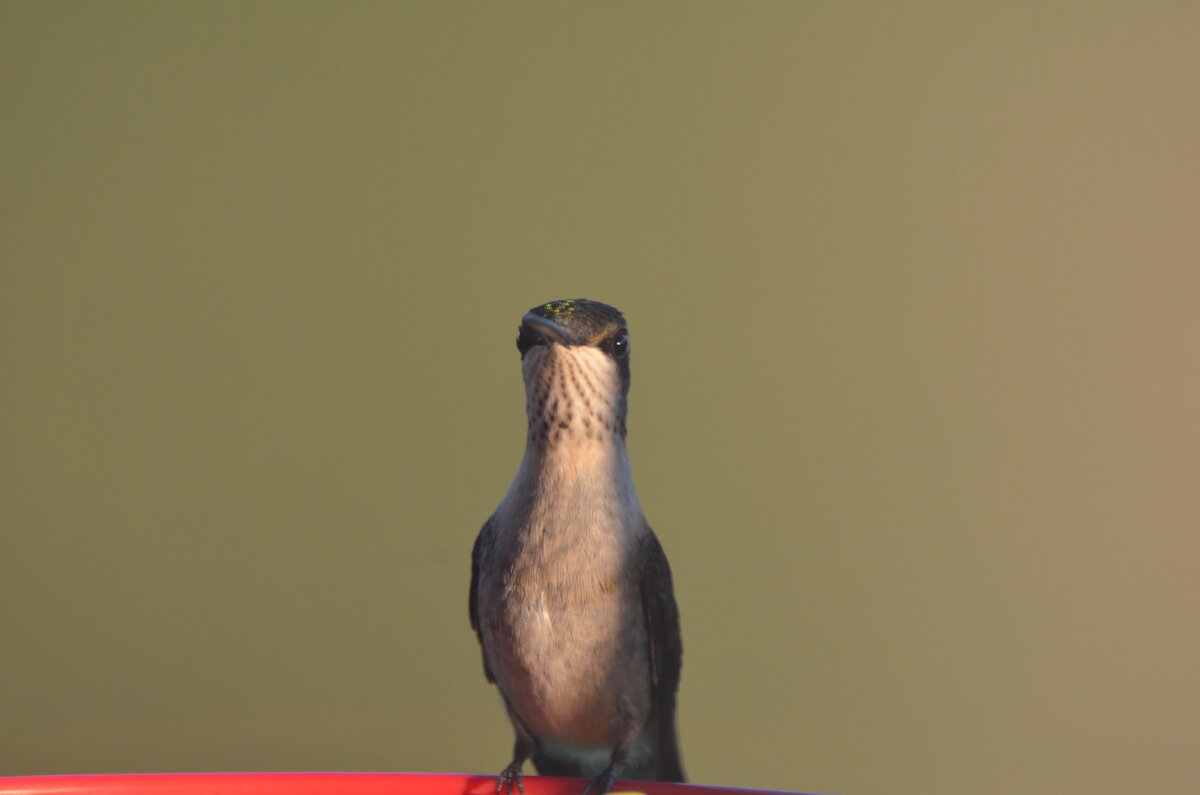 DSC_0262.JPG