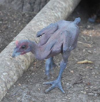 DSC_0272.JPG