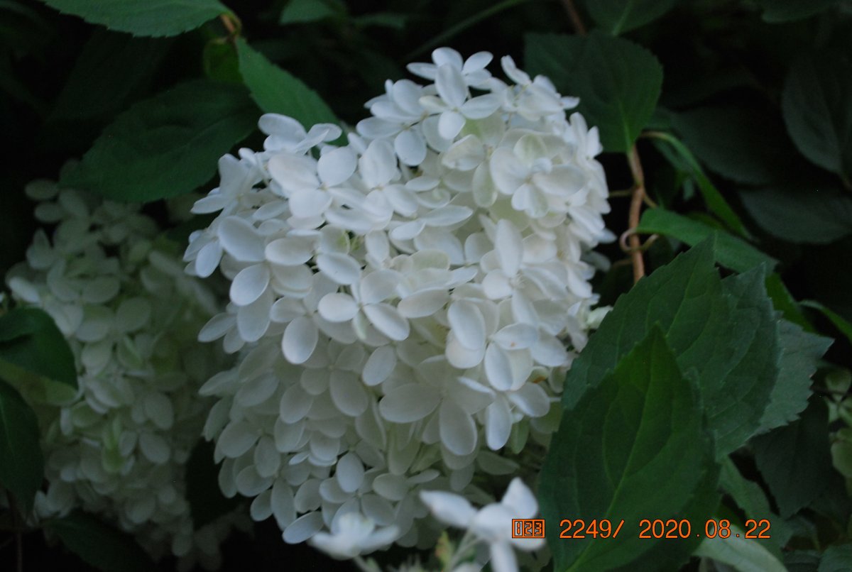 DSC_0316.JPG