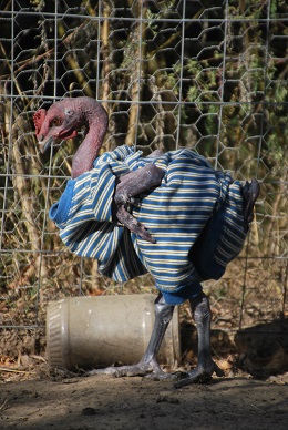 DSC_0405.JPG