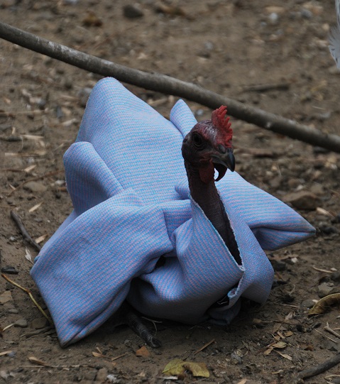 DSC_0501.JPG