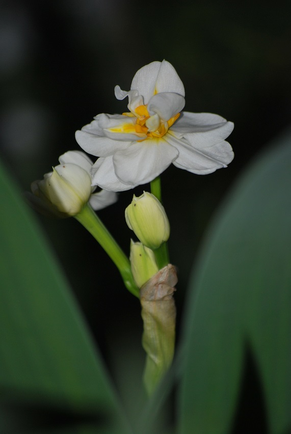 DSC_0700.JPG