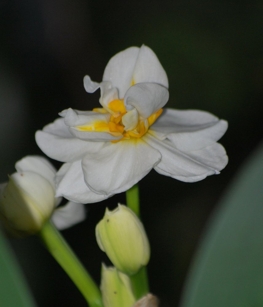 DSC_0701.JPG