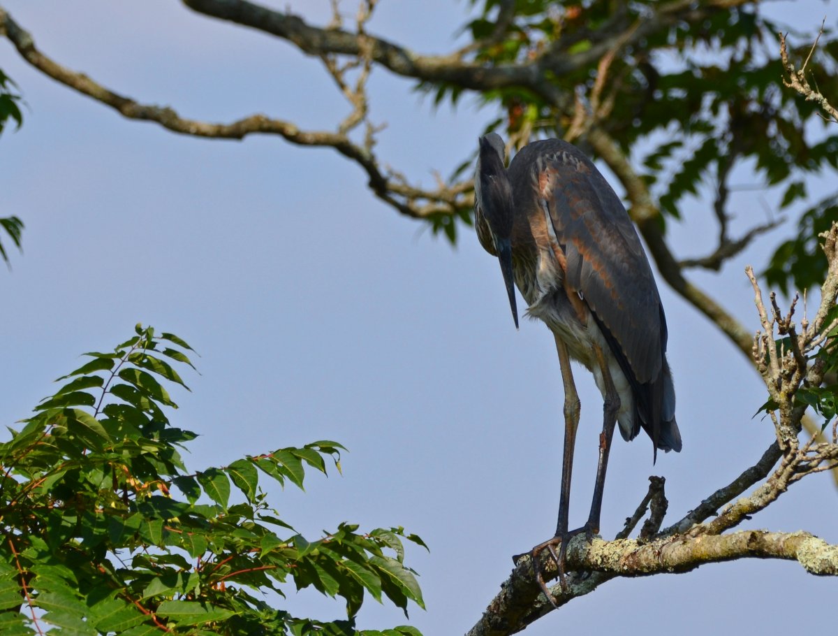 DSC_0704.jpg