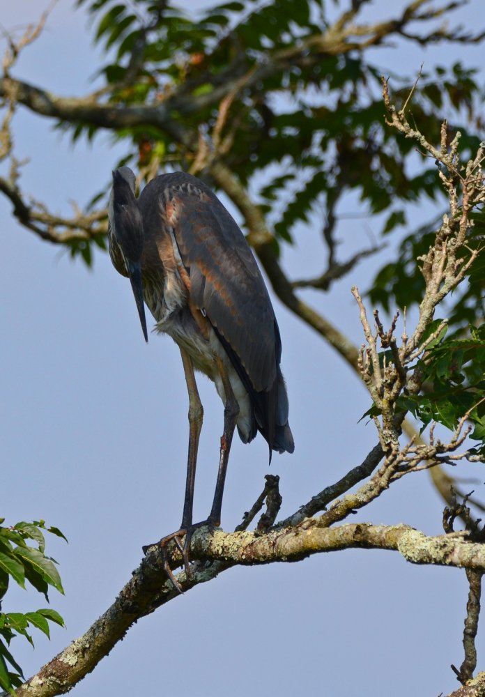 DSC_0704a.jpg
