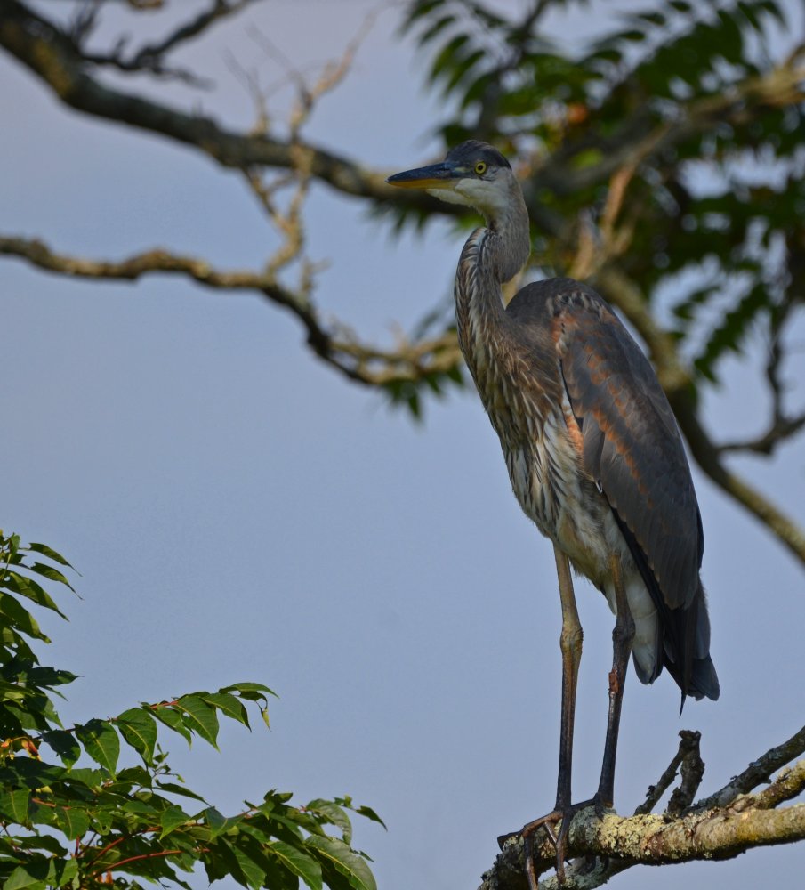 DSC_0705.jpg