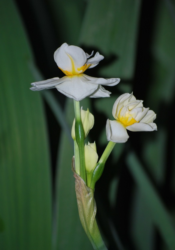 DSC_0706.JPG