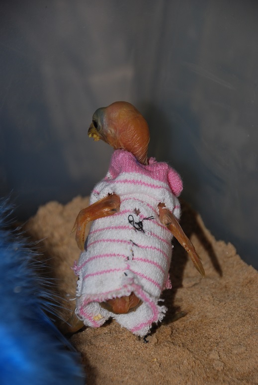 DSC_0726.JPG