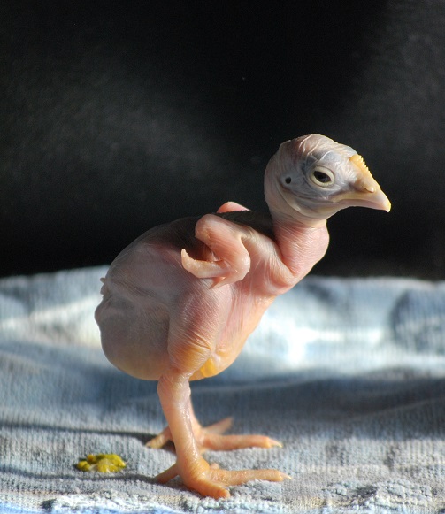 DSC_0753.JPG