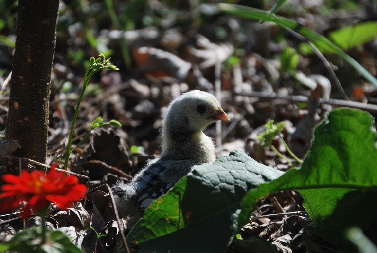 DSC_0762.JPG