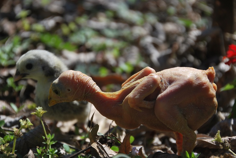 DSC_0769.JPG