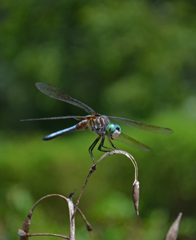DSC_0776.jpg