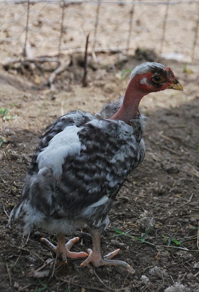 DSC_0803.JPG