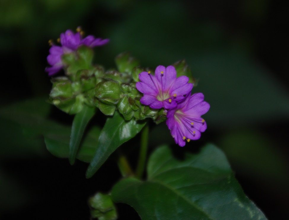 DSC_0858.JPG