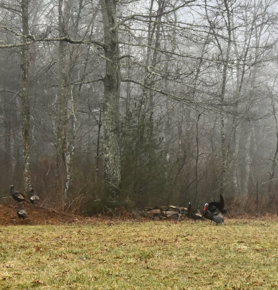 DSC_2040.jpeg