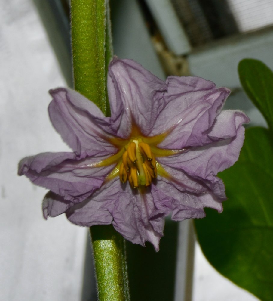 DSC_2058.jpeg