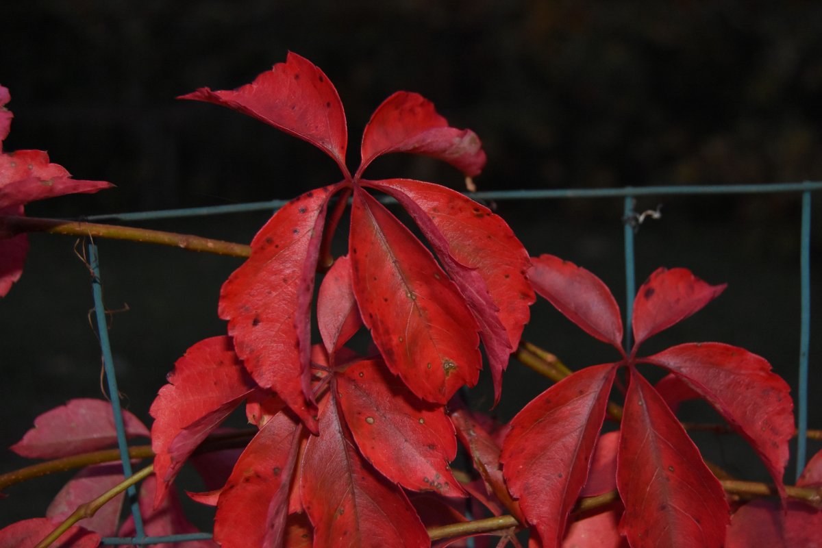 DSC_3211.jpeg