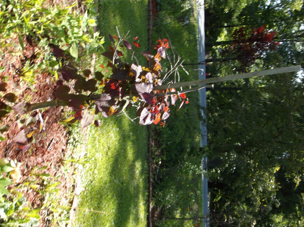 DSCF0094.JPG