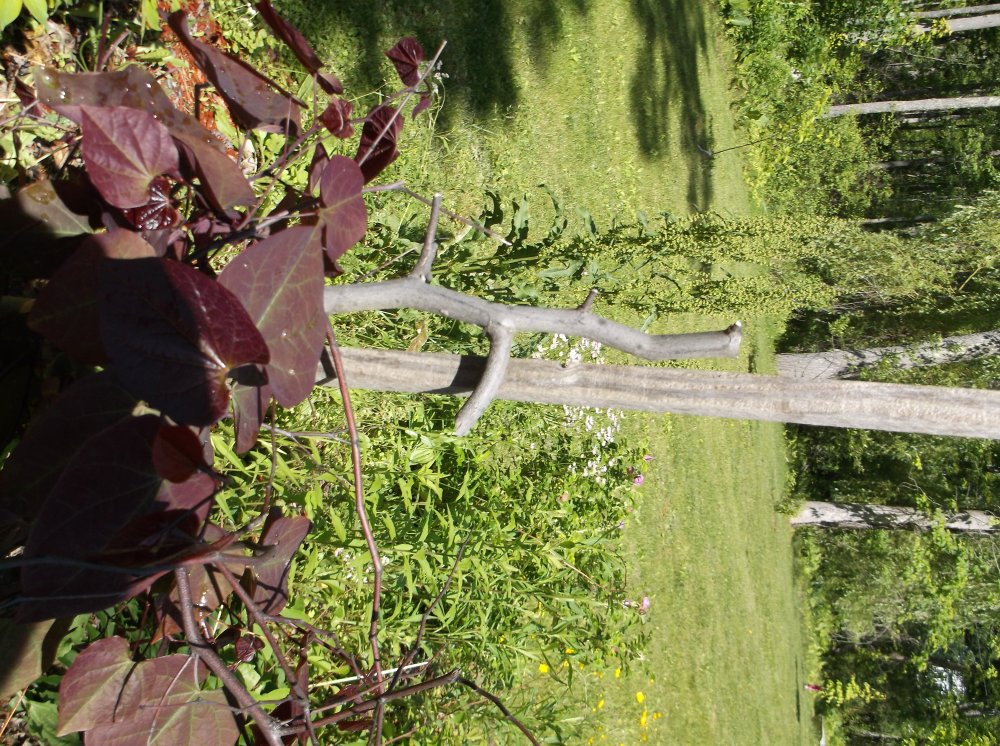 DSCF0096.JPG