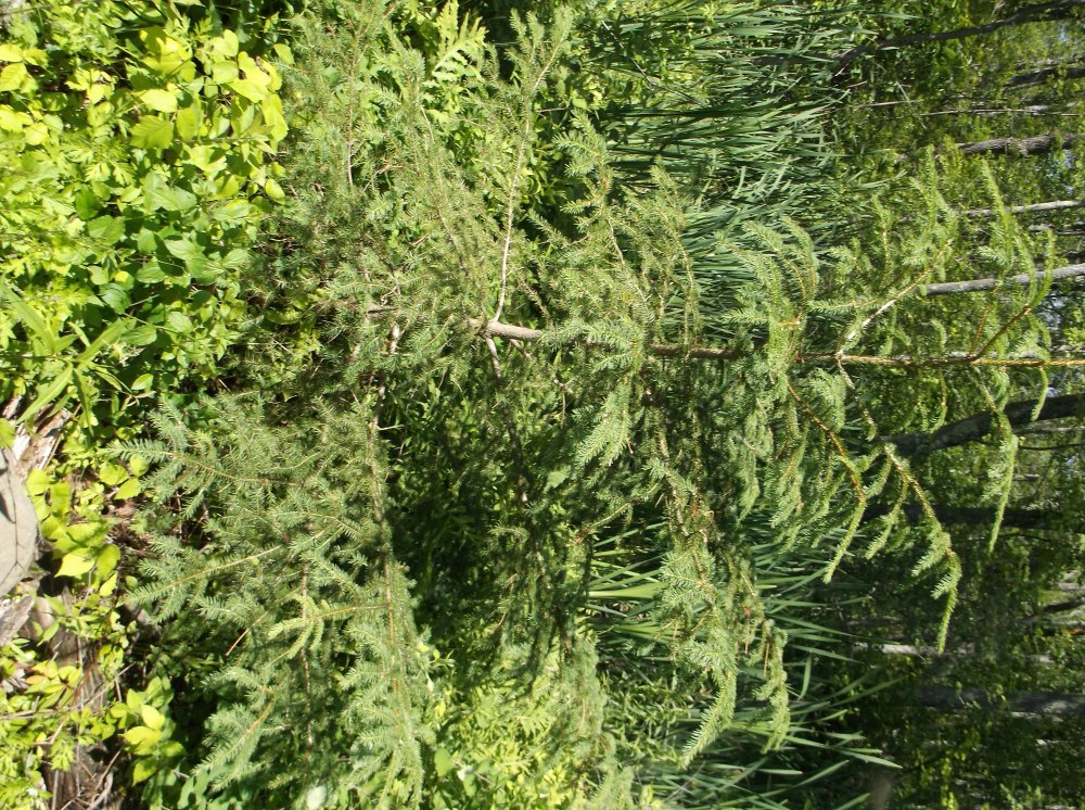 DSCF0098.JPG