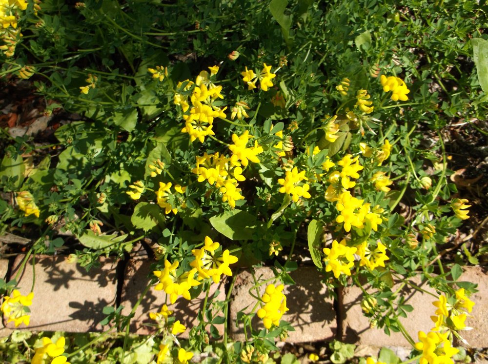 DSCF0101.JPG
