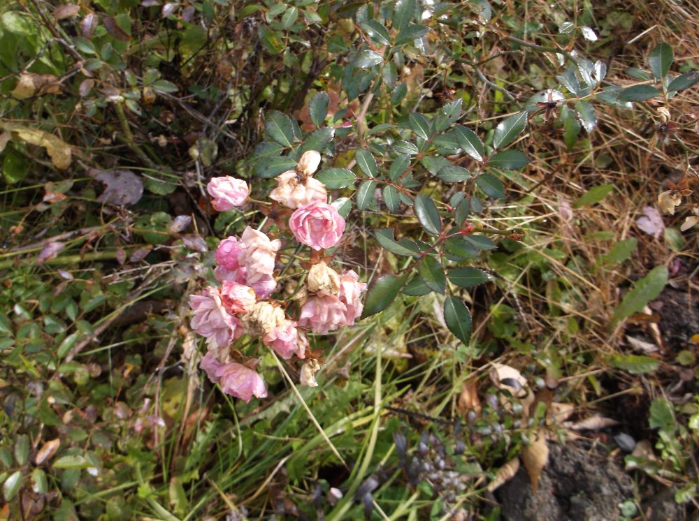 DSCF0312.JPG