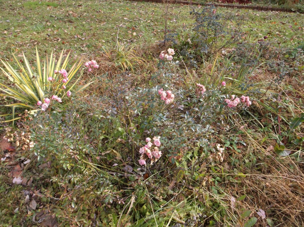 DSCF0314.JPG