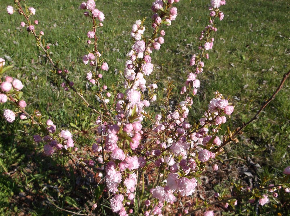DSCF0530.JPG