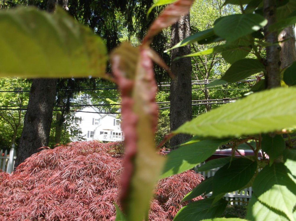 DSCF0597.JPG