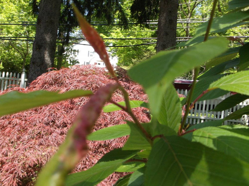 DSCF0598.JPG
