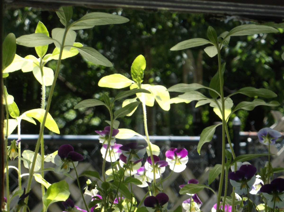 DSCF0651.JPG