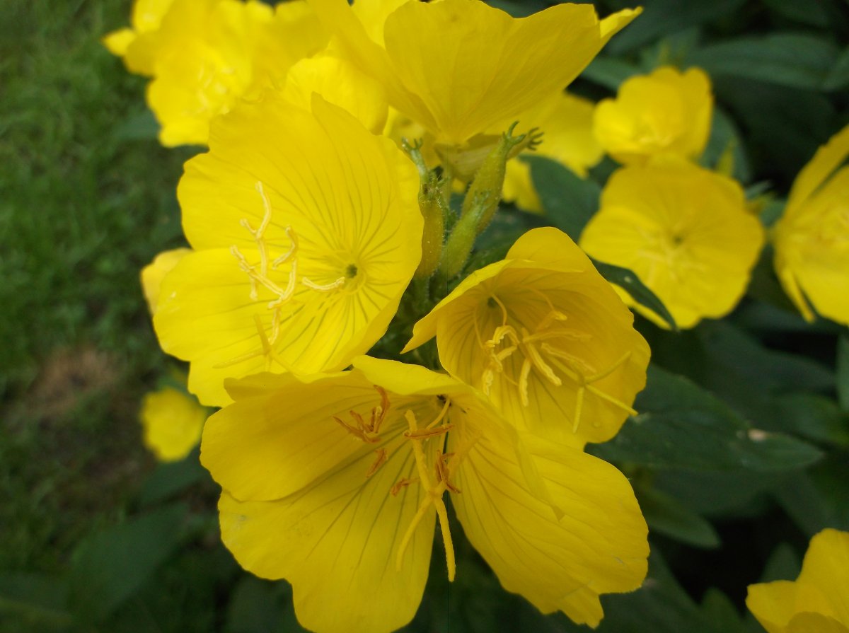 DSCF0657.JPG