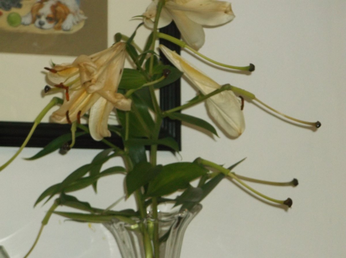 DSCF0759.JPG