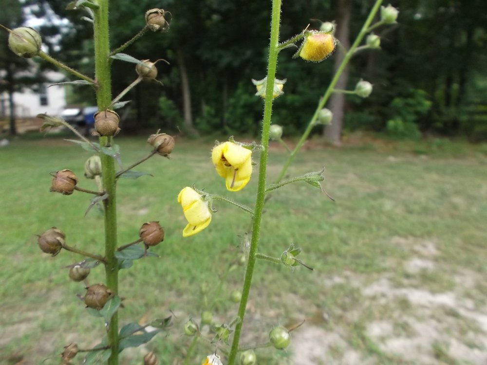 DSCF0772.JPG
