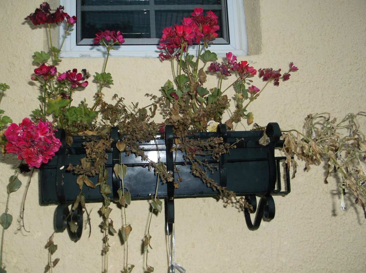 DSCF0774.JPG