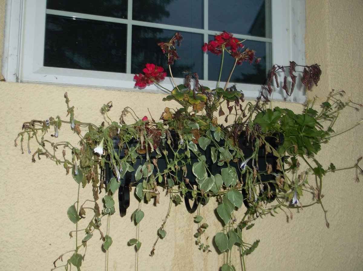 DSCF0775.JPG