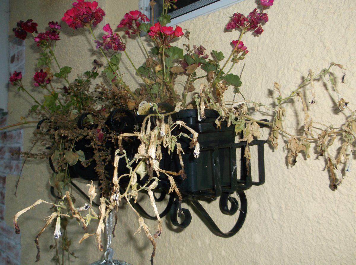 DSCF0777.JPG
