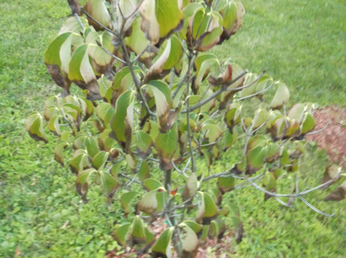 DSCF0790.JPG