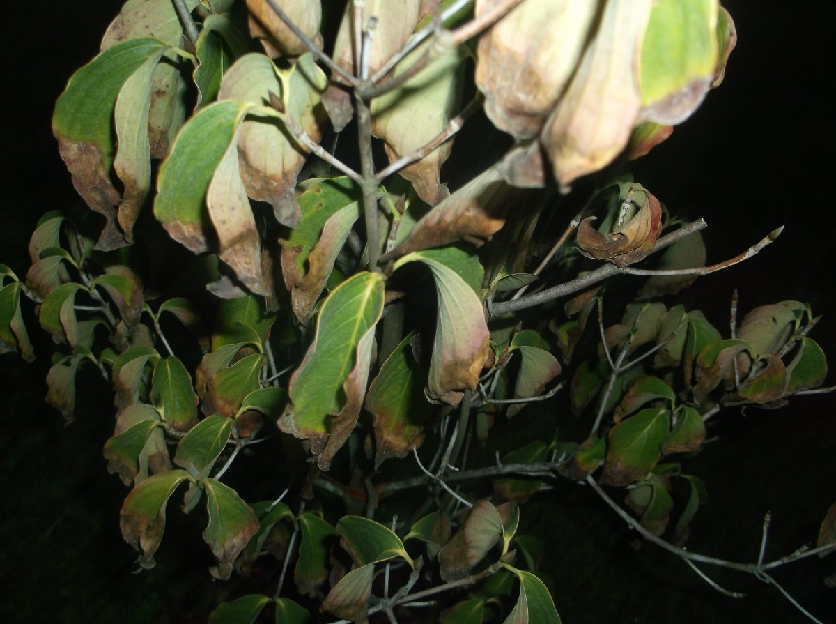 DSCF0791.JPG
