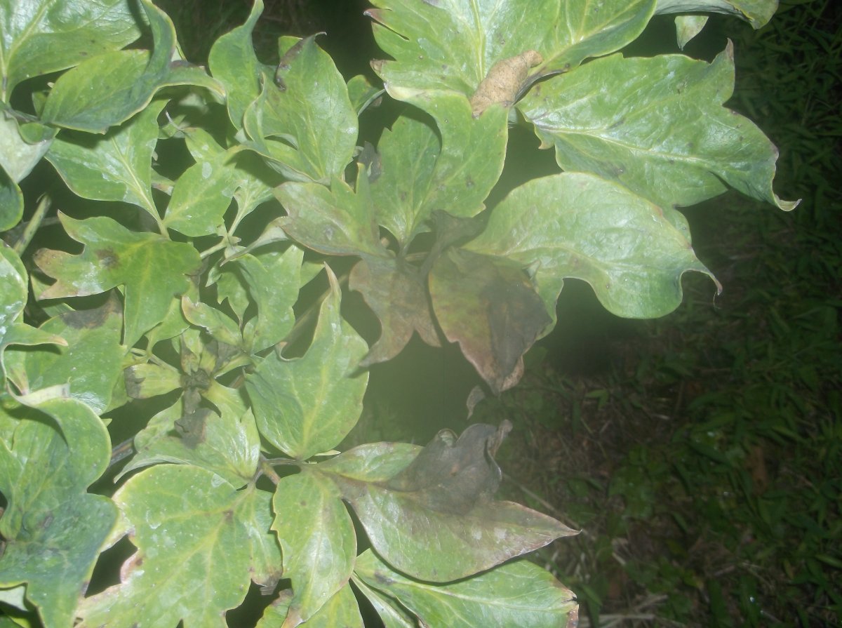 DSCF0798.JPG