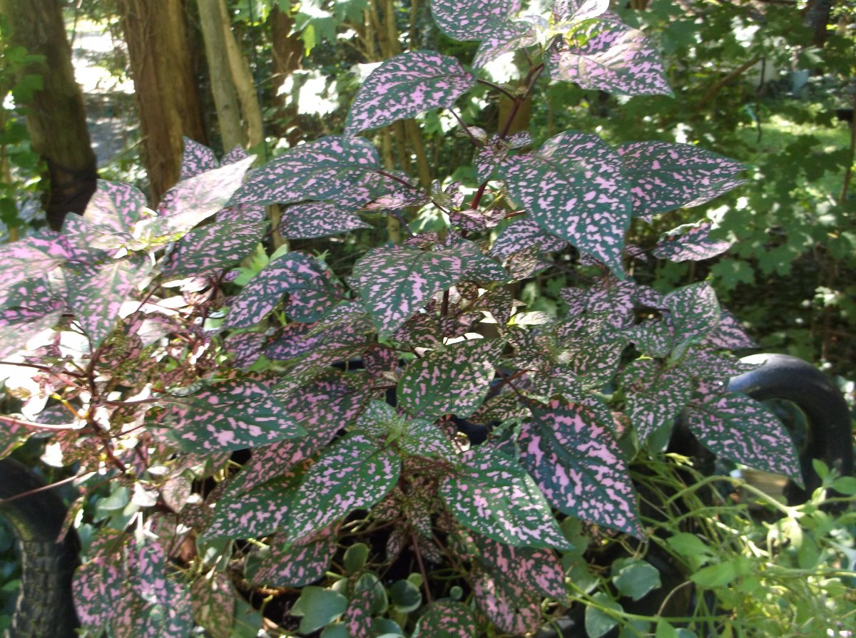 DSCF0805.JPG