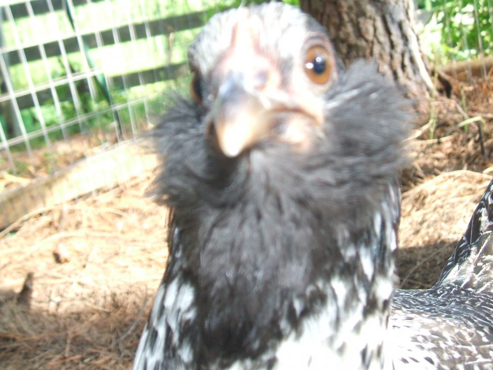 DSCF0982.JPG