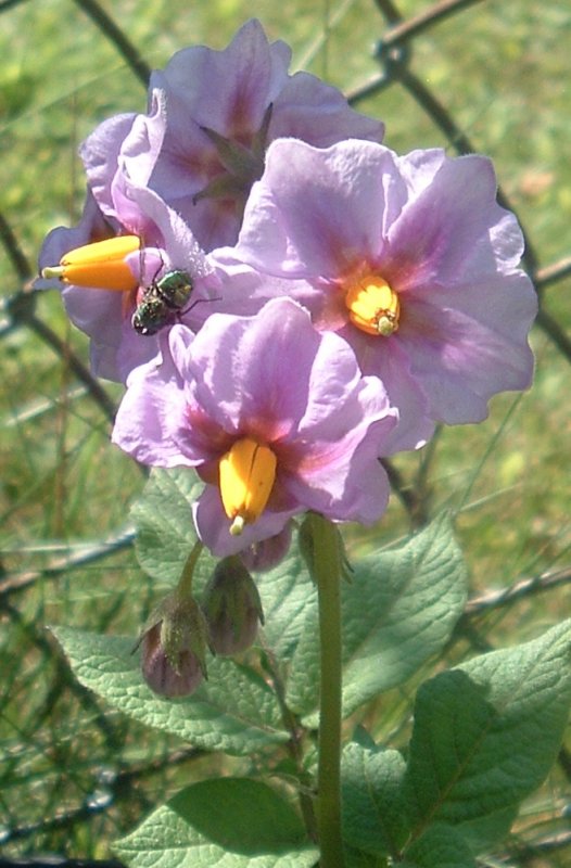 DSCF1653.JPG