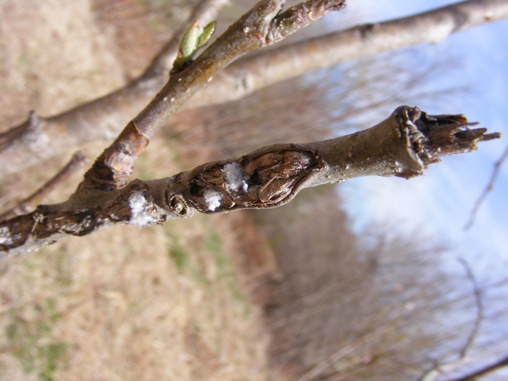 DSCF2226.jpg