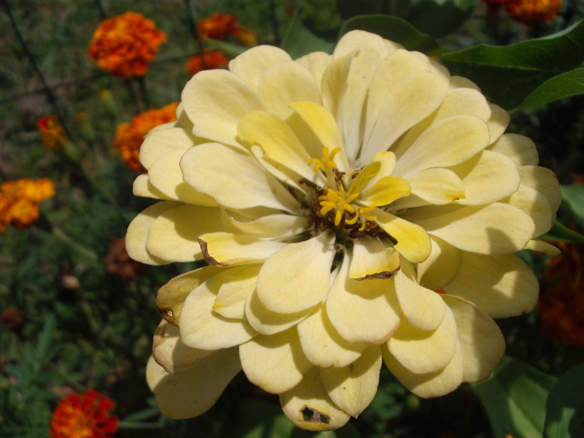 DSCF4123.JPG