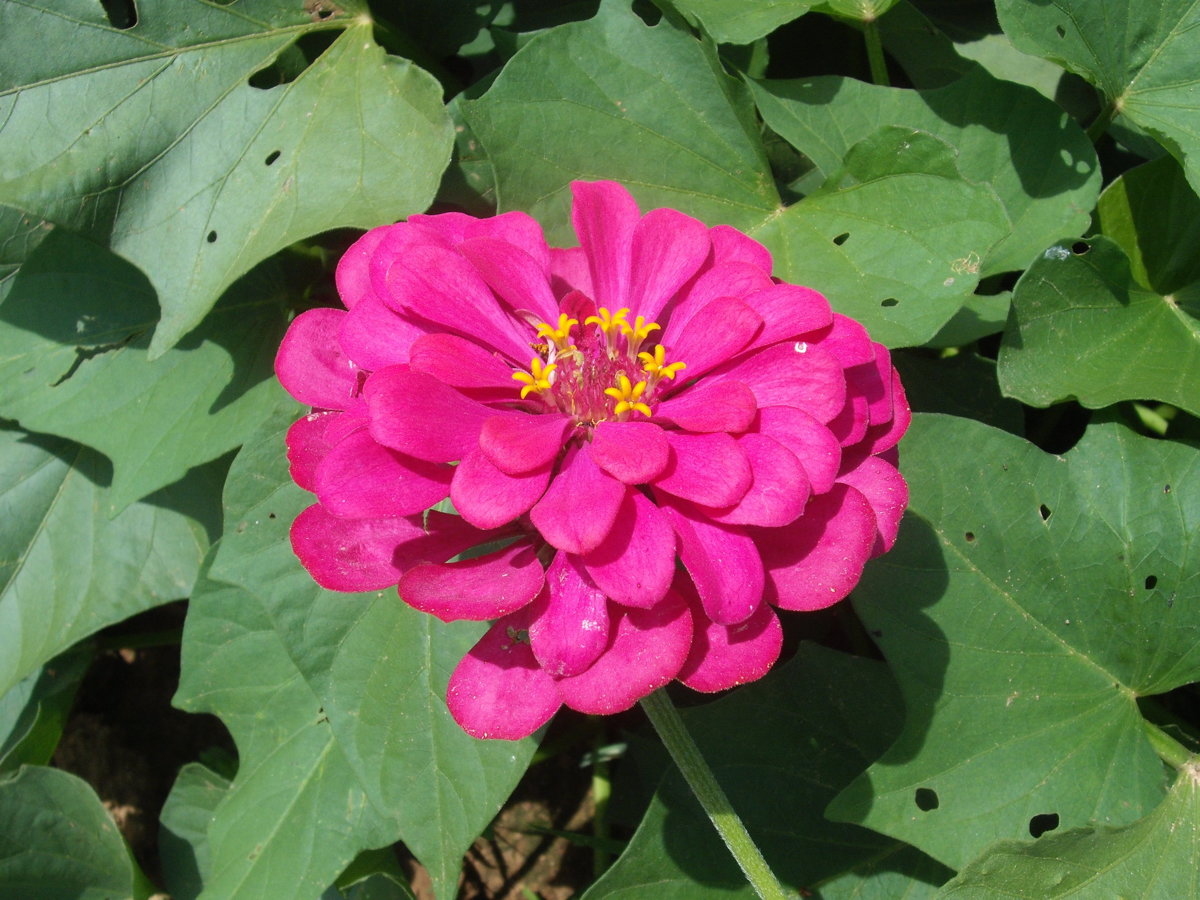 DSCF4140.JPG