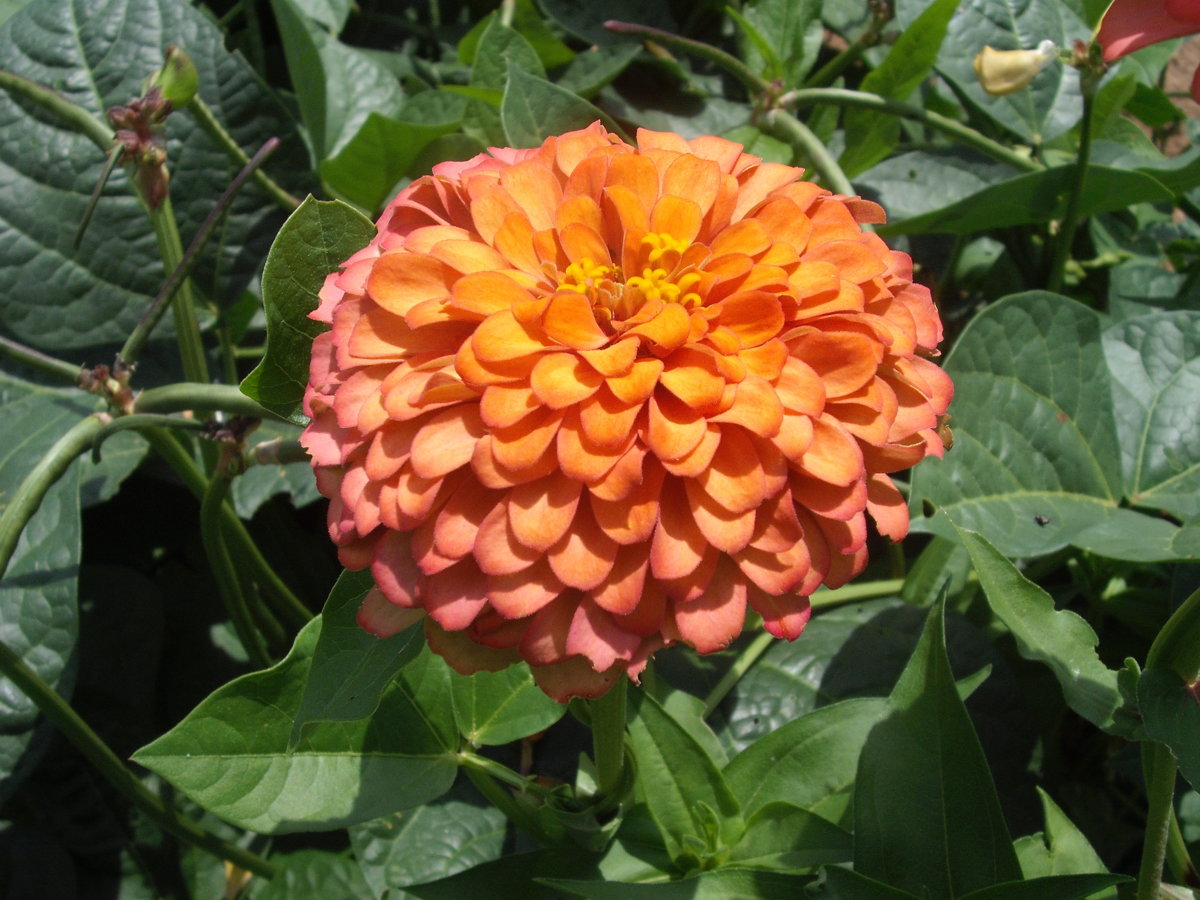 DSCF4145.JPG