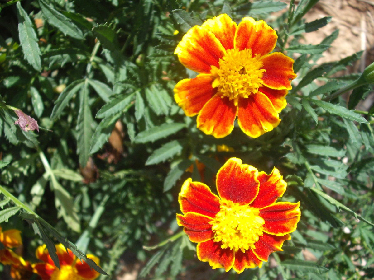 DSCF4150.JPG